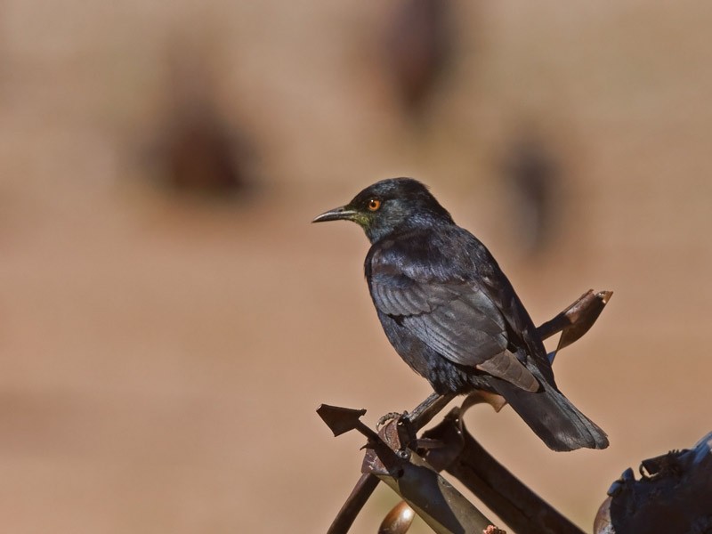Pale-winged Starling - ML235688261