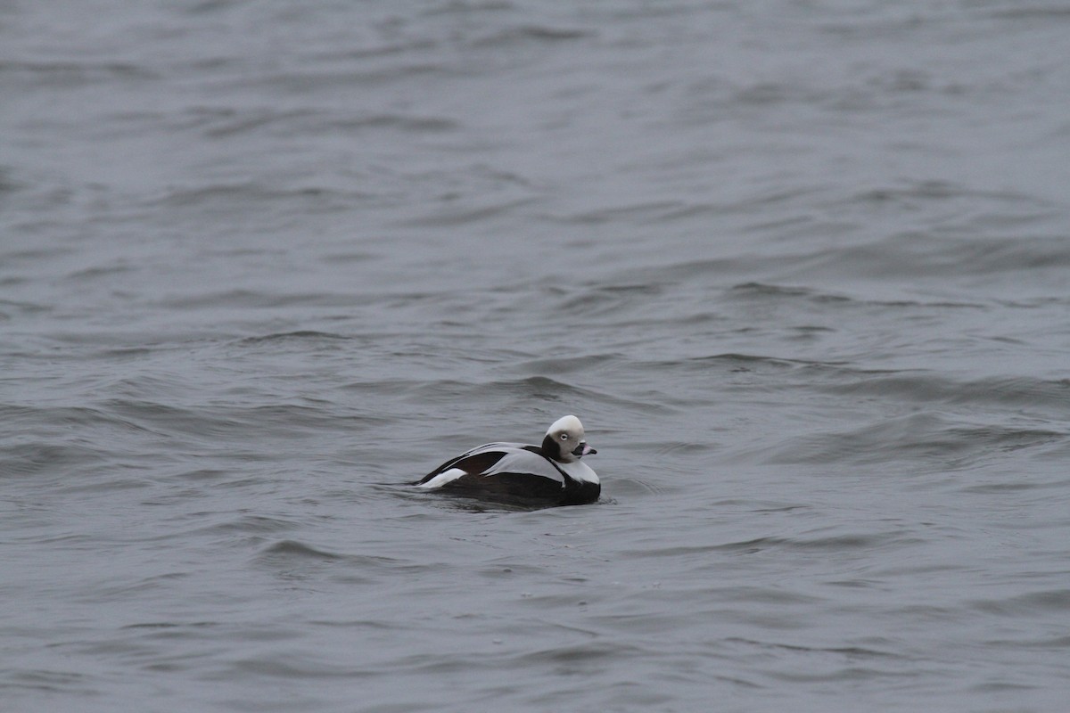 Long-tailed Duck - Ron Sempier