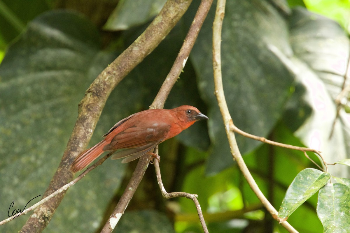 Red-throated Ant-Tanager - Calvin Walters