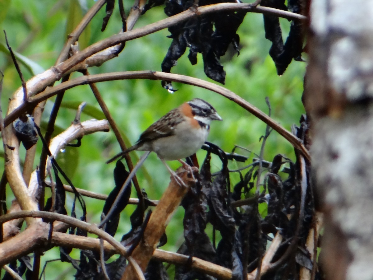 Rufous-collared Sparrow - ML235706541