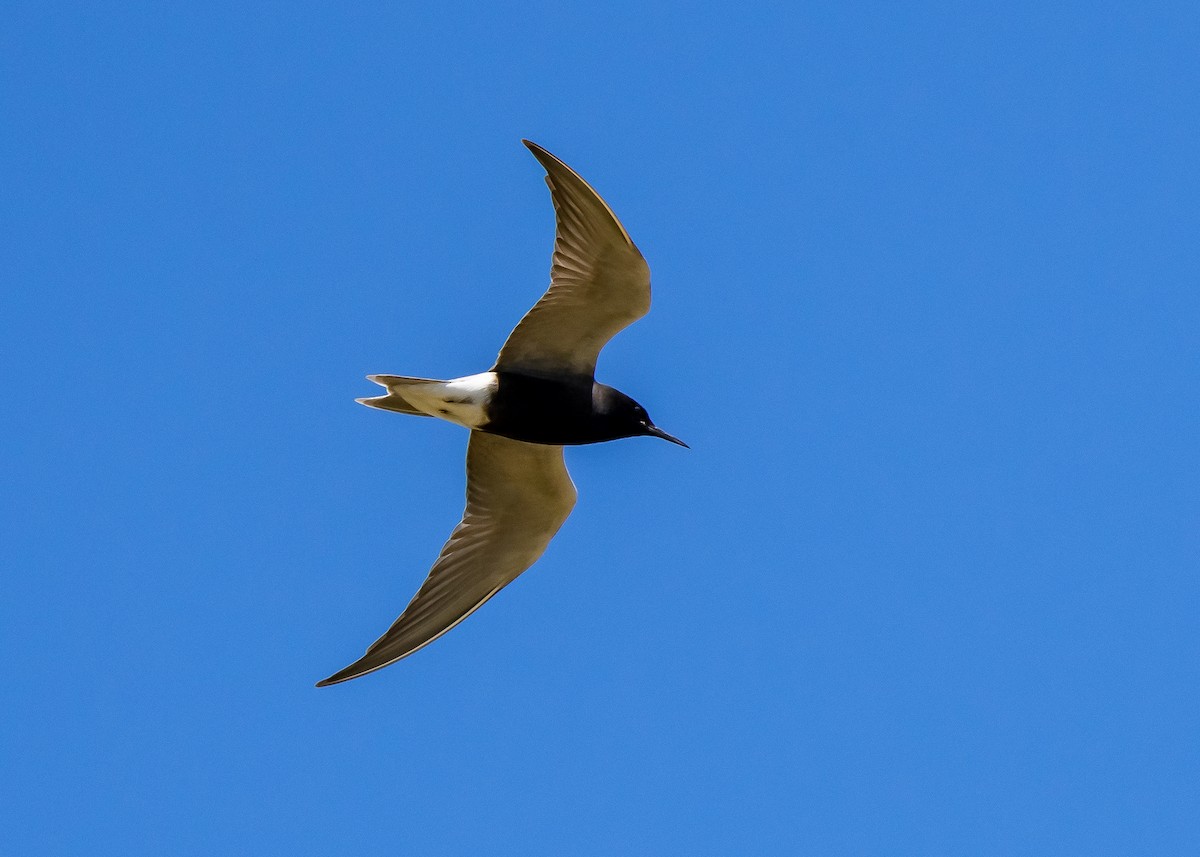 Black Tern - Gerald Hoekstra