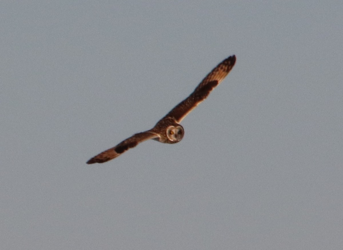 Short-eared Owl - ML235709671