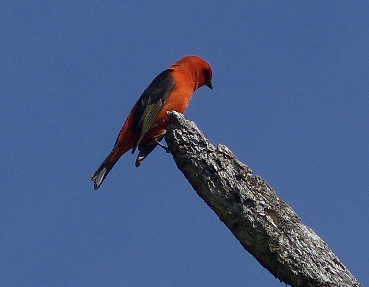 Scarlet Tanager - ML235709991