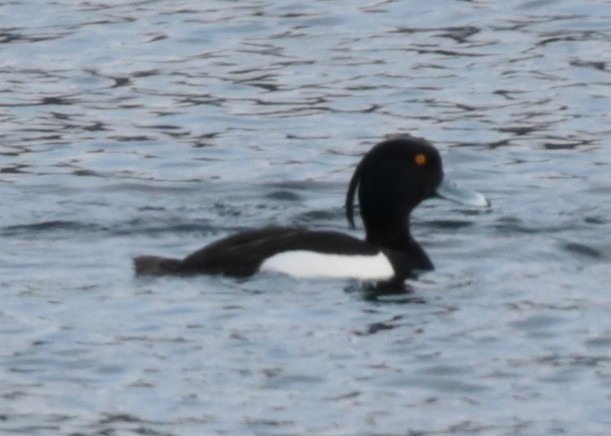 Tufted Duck - ML235713651