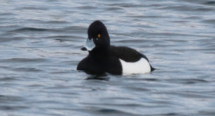 Tufted Duck - ML235713661