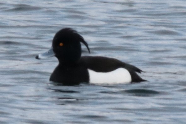 Tufted Duck - ML235713671