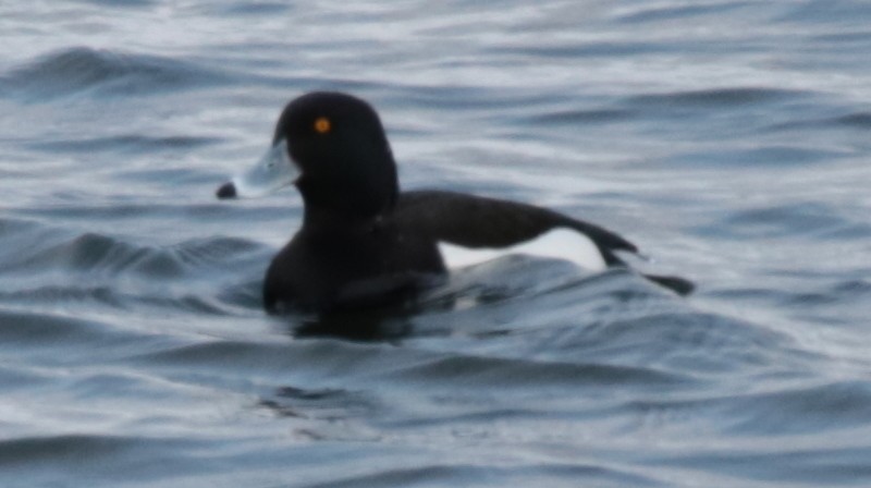 Tufted Duck - ML235713681