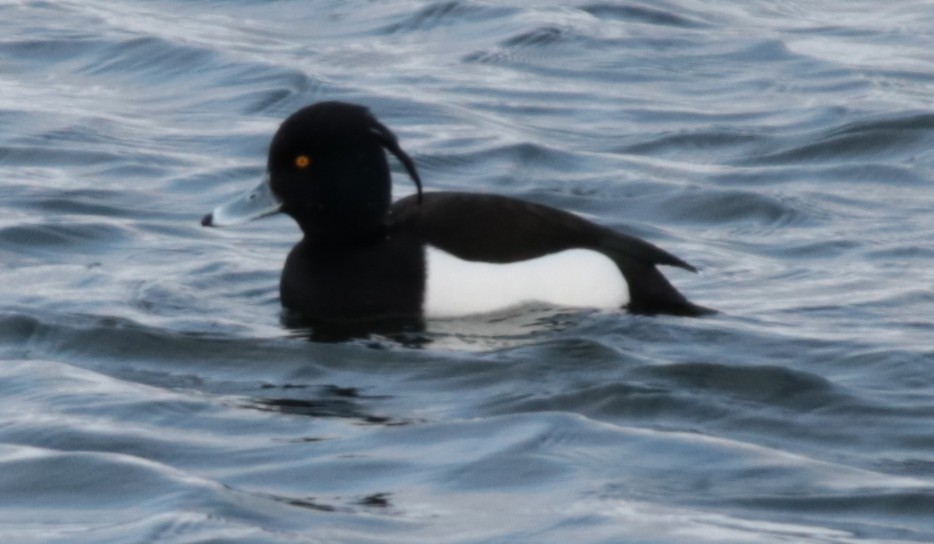 Tufted Duck - ML235713691