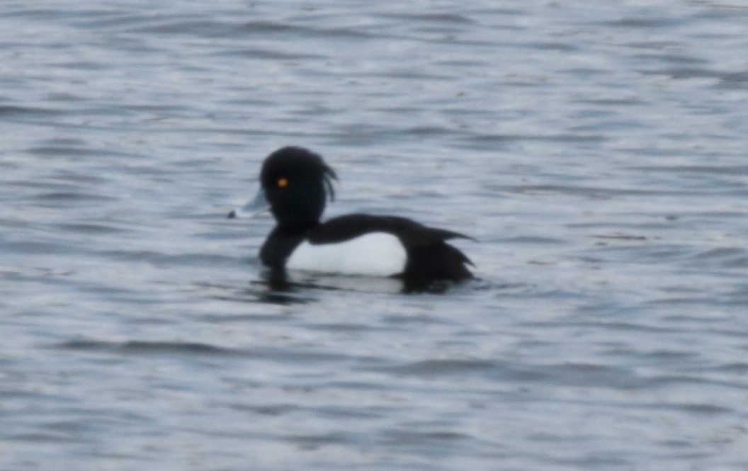 Tufted Duck - ML235713701