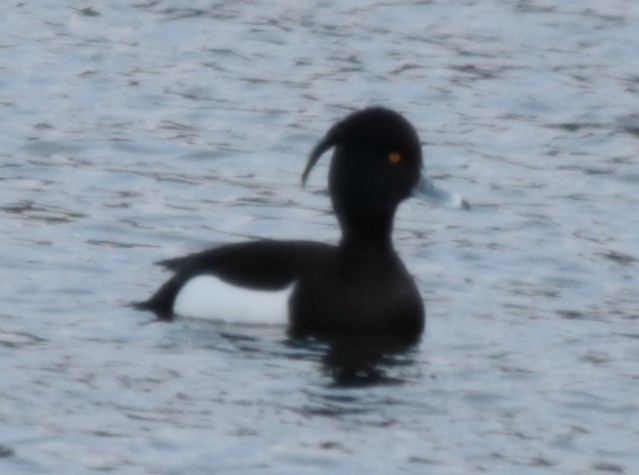 Tufted Duck - ML235713721