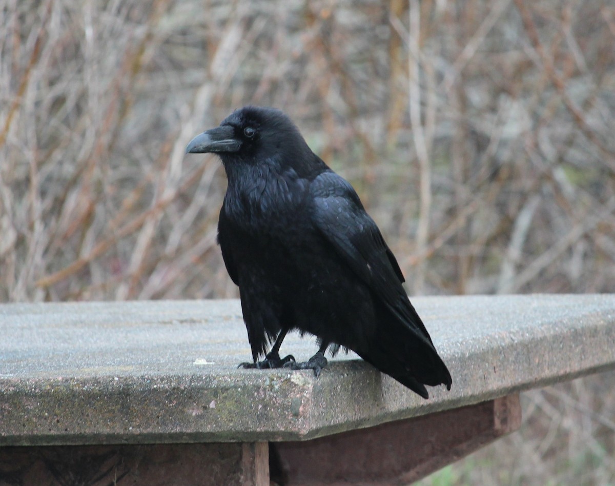 Common Raven - Melissa Dougherty :)