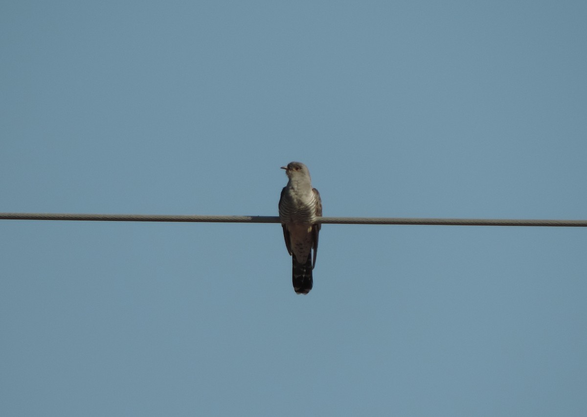 Common Cuckoo - Libor Schröpfer
