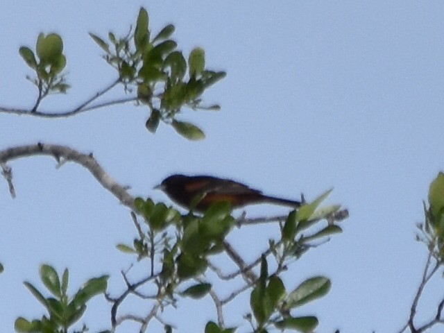 Orchard Oriole - ML235716601