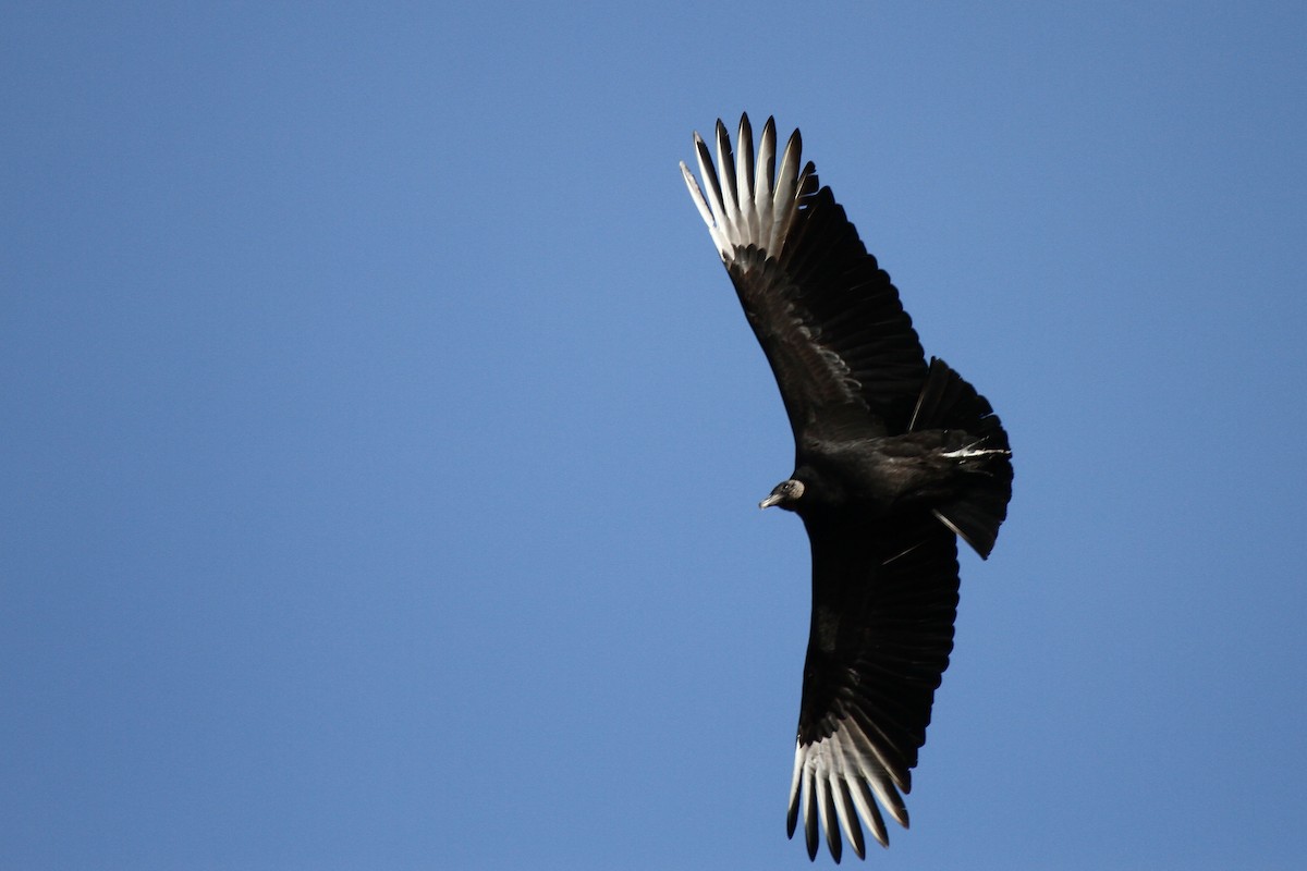 Black Vulture - ML23571661