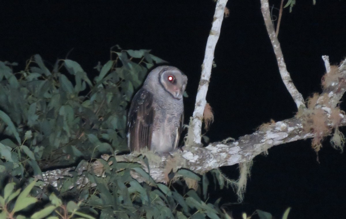 Sooty Owl - Ian Starling