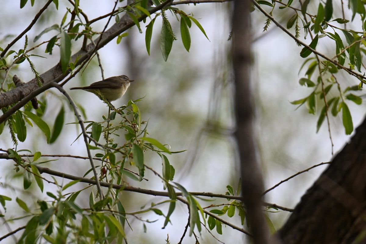 Warbling Vireo - Mitchell Bailey