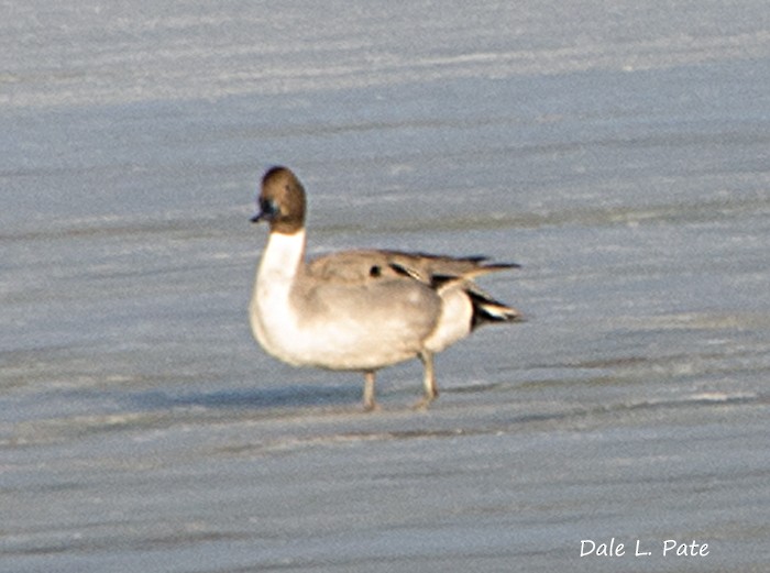 Northern Pintail - Dale Pate
