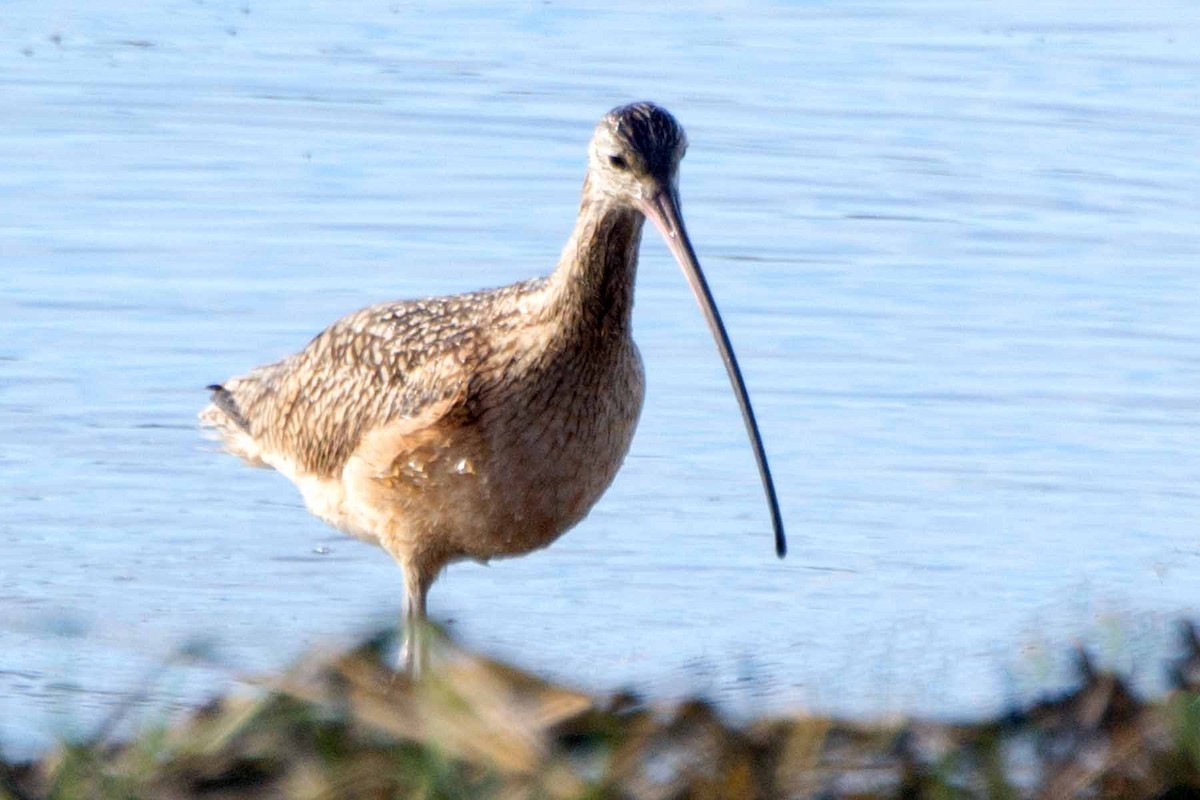 Long-billed Curlew - ML235726281