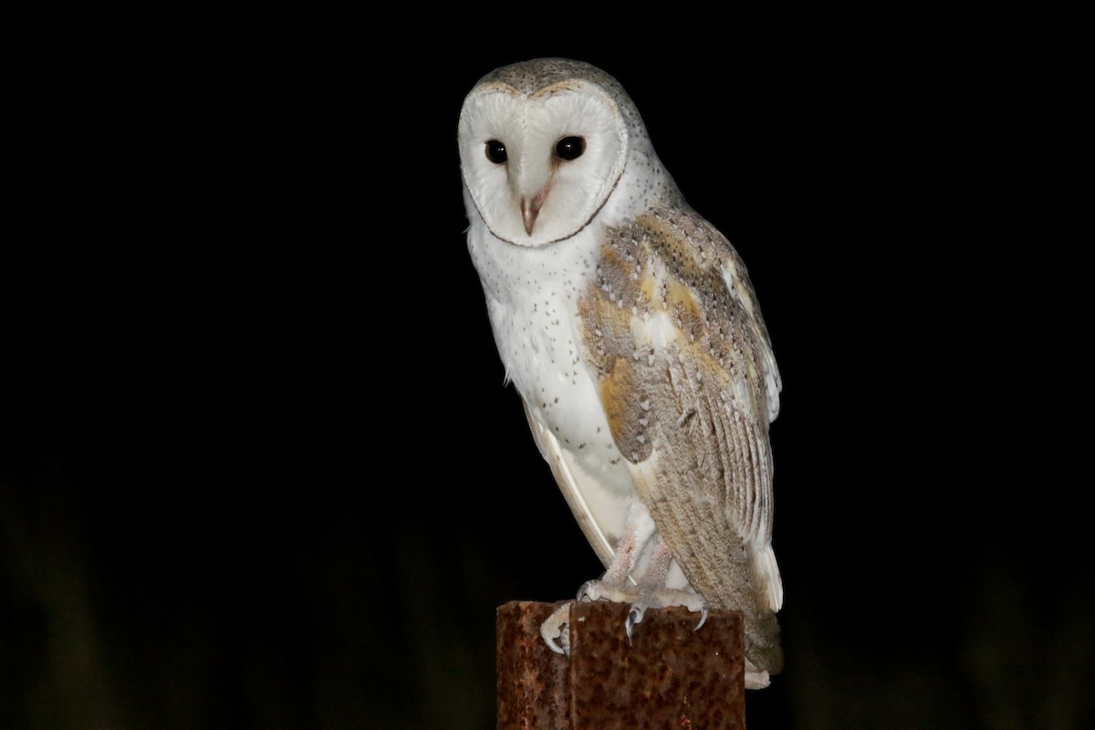Barn Owl - Nigel Jackett