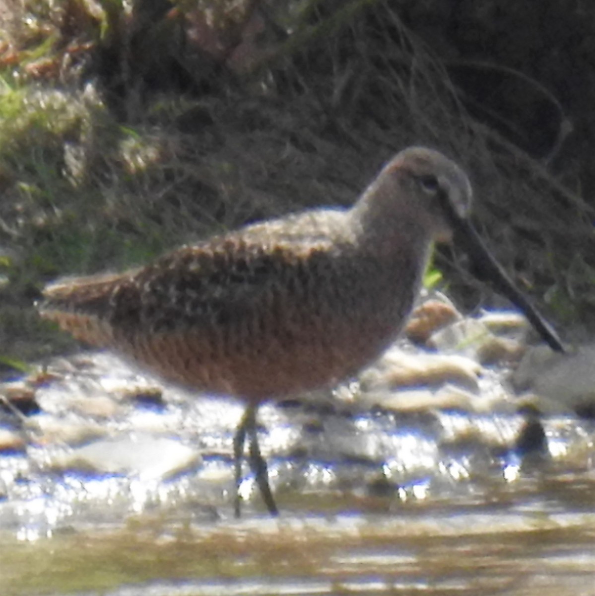 Long-billed Dowitcher - ML235735381