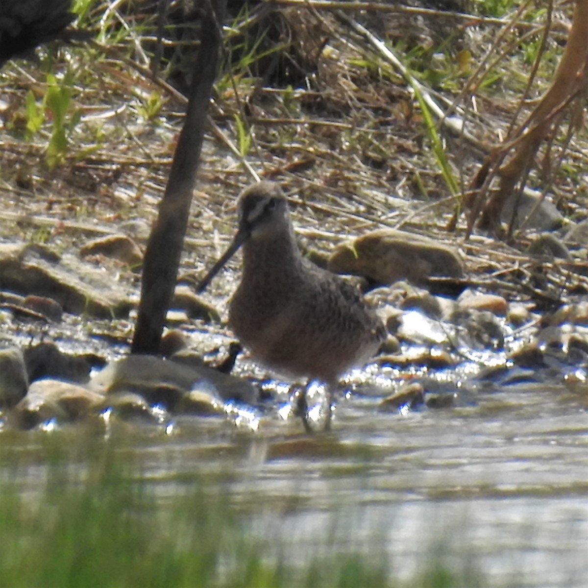 Long-billed Dowitcher - ML235735441