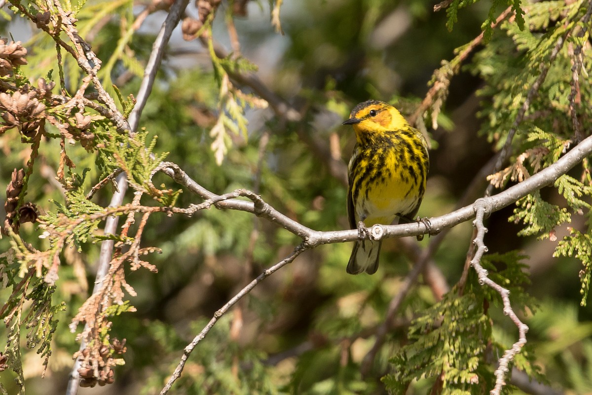 Cape May Warbler - ML235740431