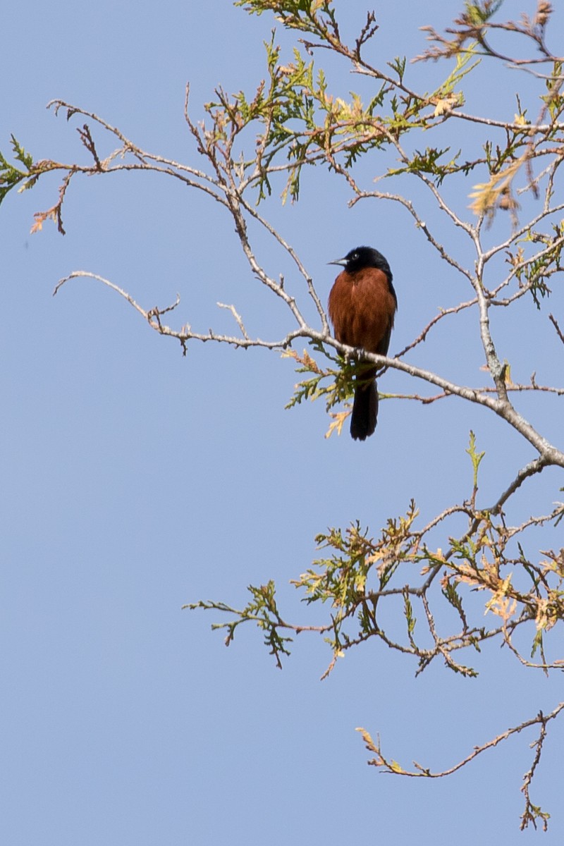 Orchard Oriole - ML235740521
