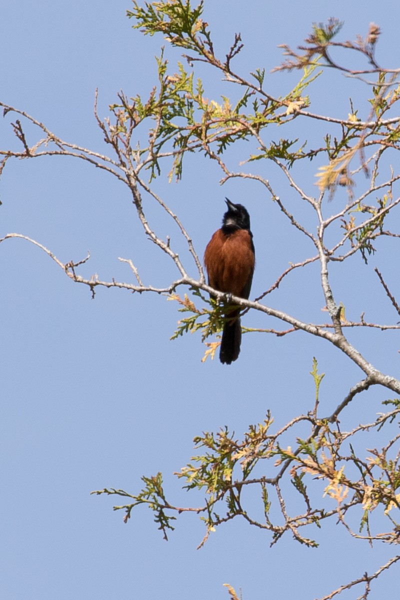 Orchard Oriole - ML235740551