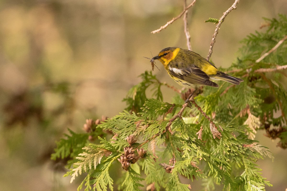 Cape May Warbler - ML235740591