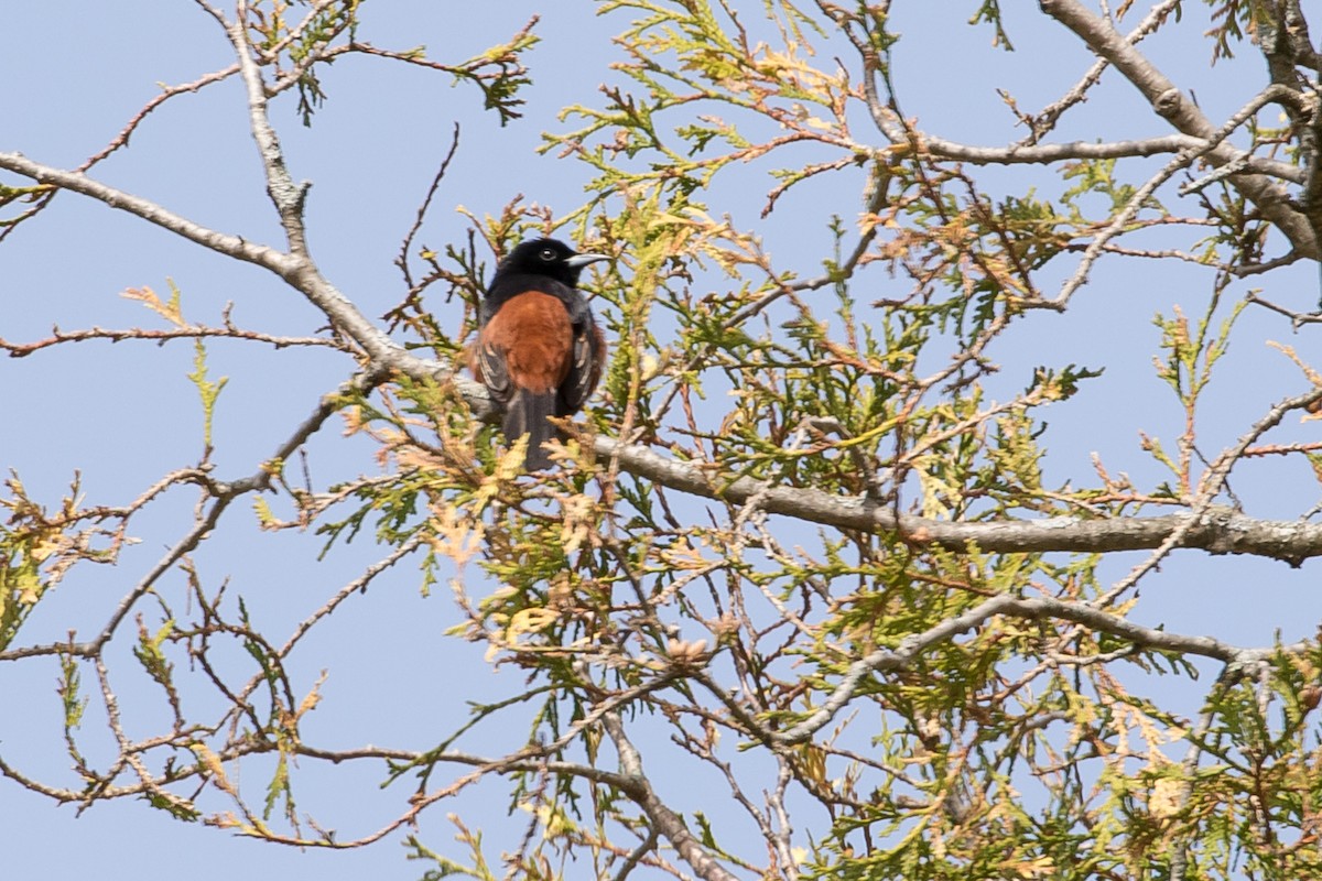 Orchard Oriole - ML235740611