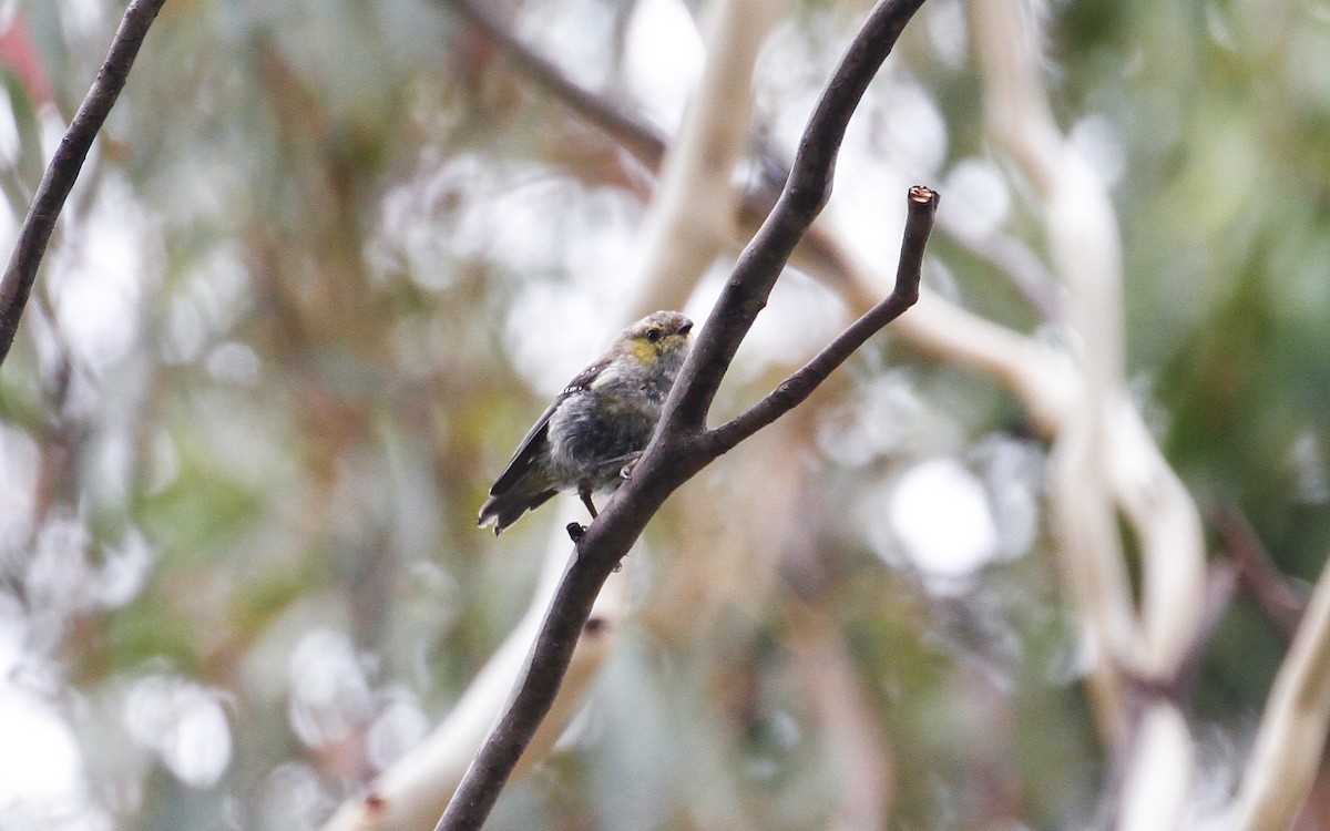 Forty-spotted Pardalote - James Kennerley
