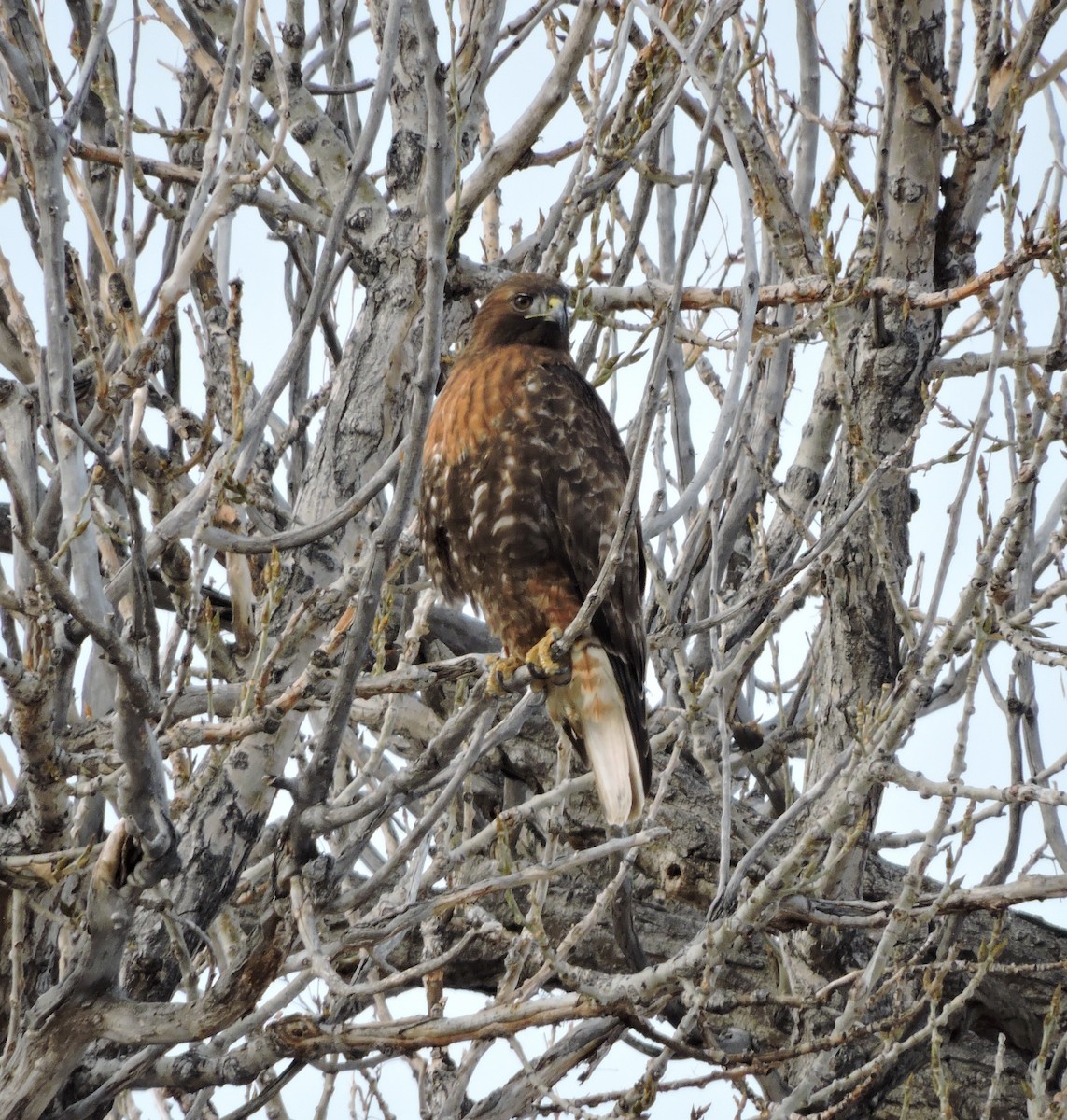 Red-tailed Hawk - ML23574951