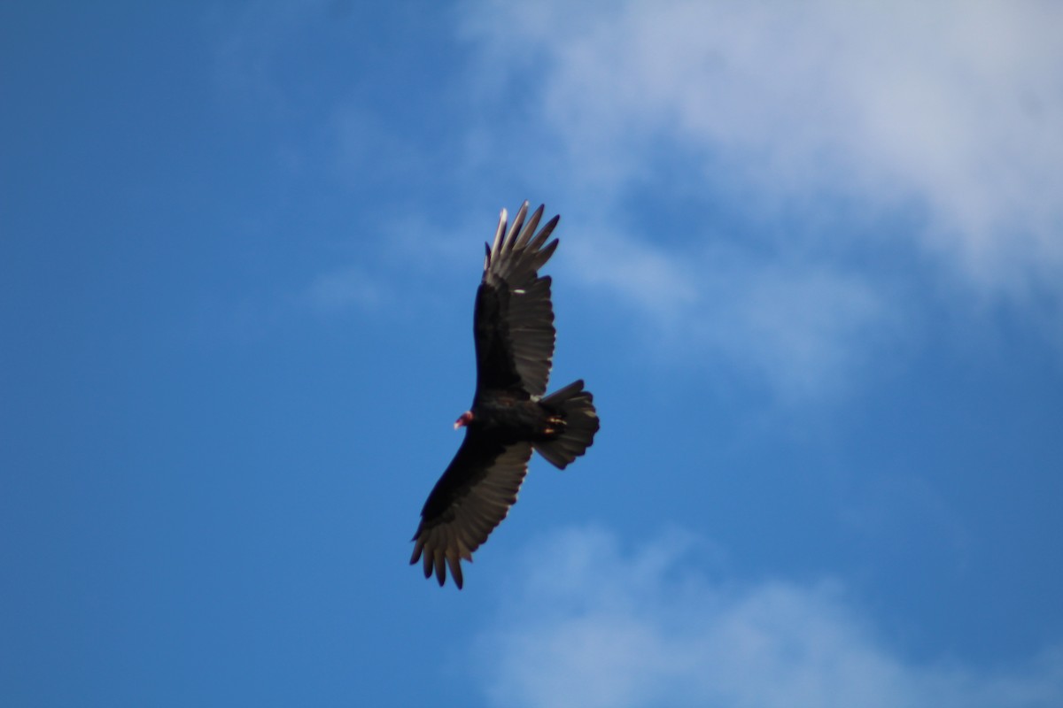 Turkey Vulture - Bárbara Cavalcante