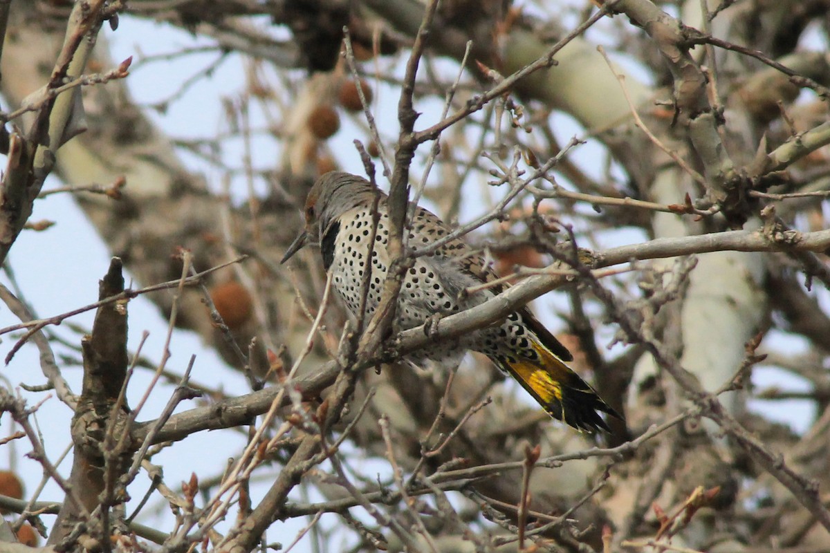 Northern Flicker (Yellow-shafted x Red-shafted) - ML23575611
