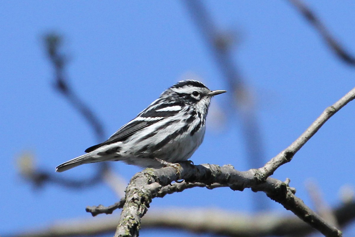 Black-and-white Warbler - ML235757641