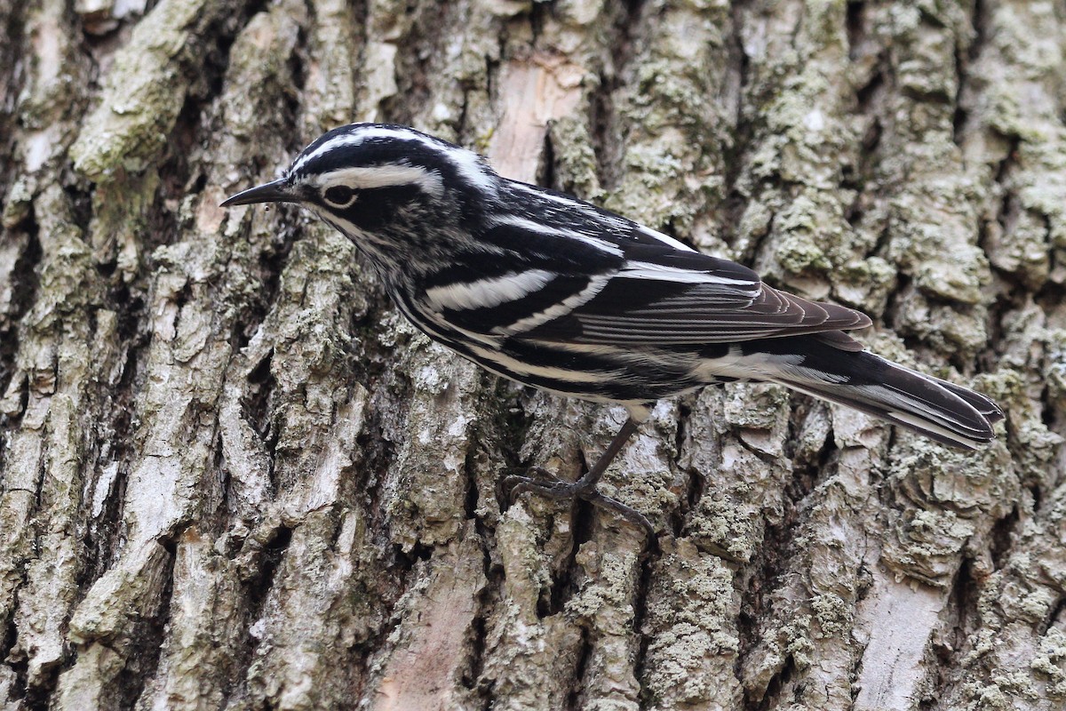 Black-and-white Warbler - ML235757791