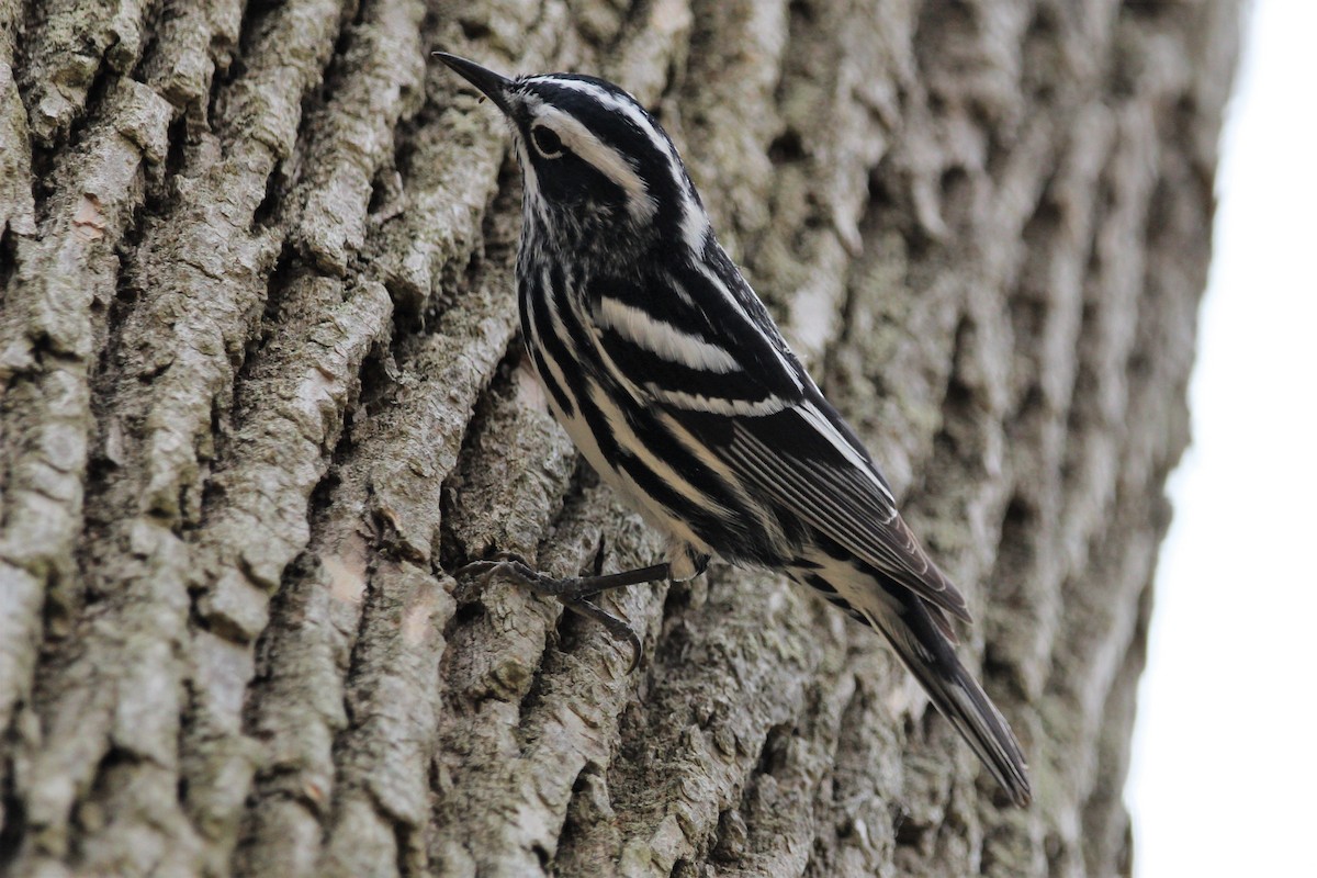 Black-and-white Warbler - ML235757811