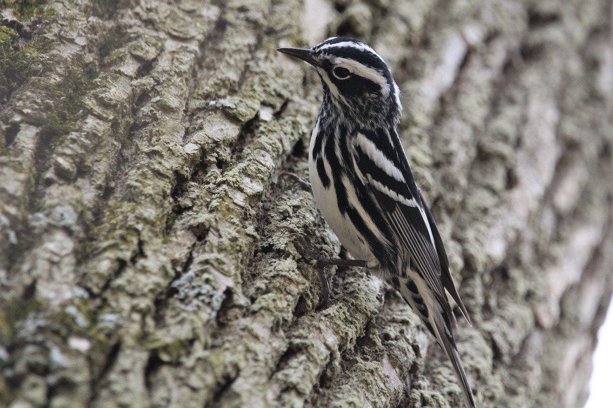 Black-and-white Warbler - ML235757841