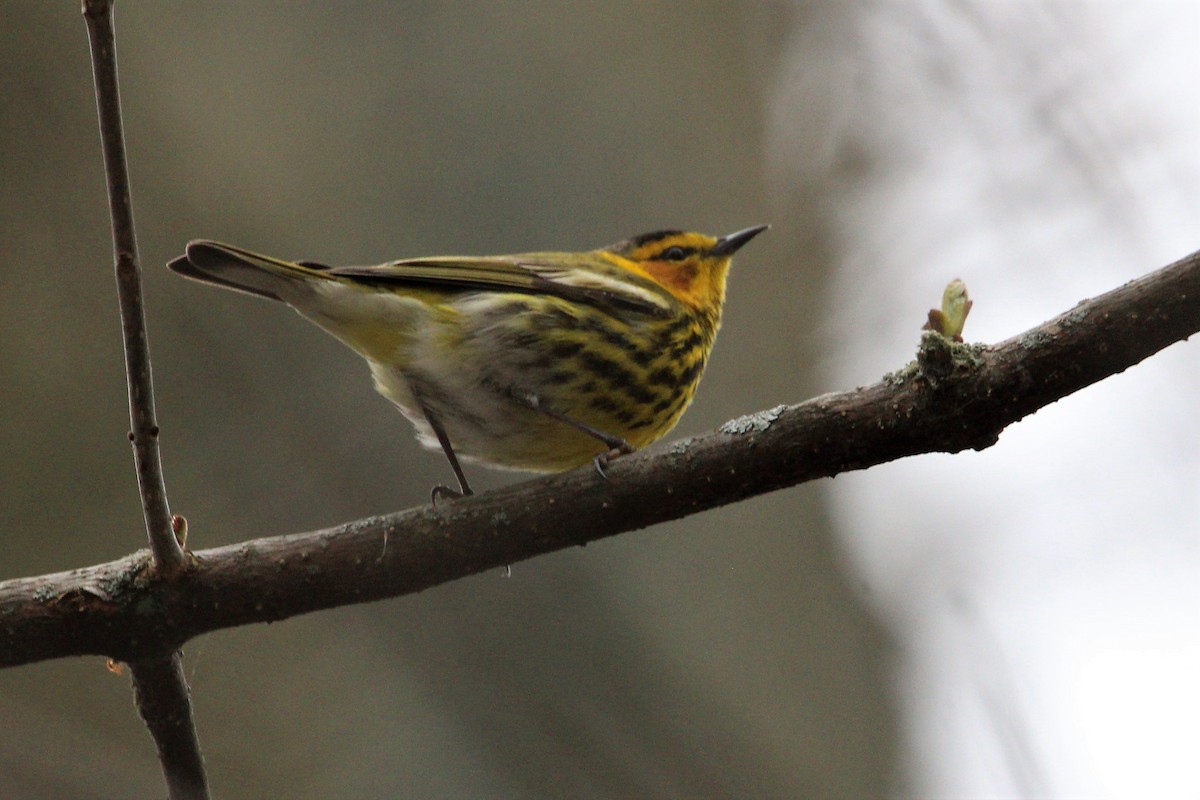 Cape May Warbler - ML235757901
