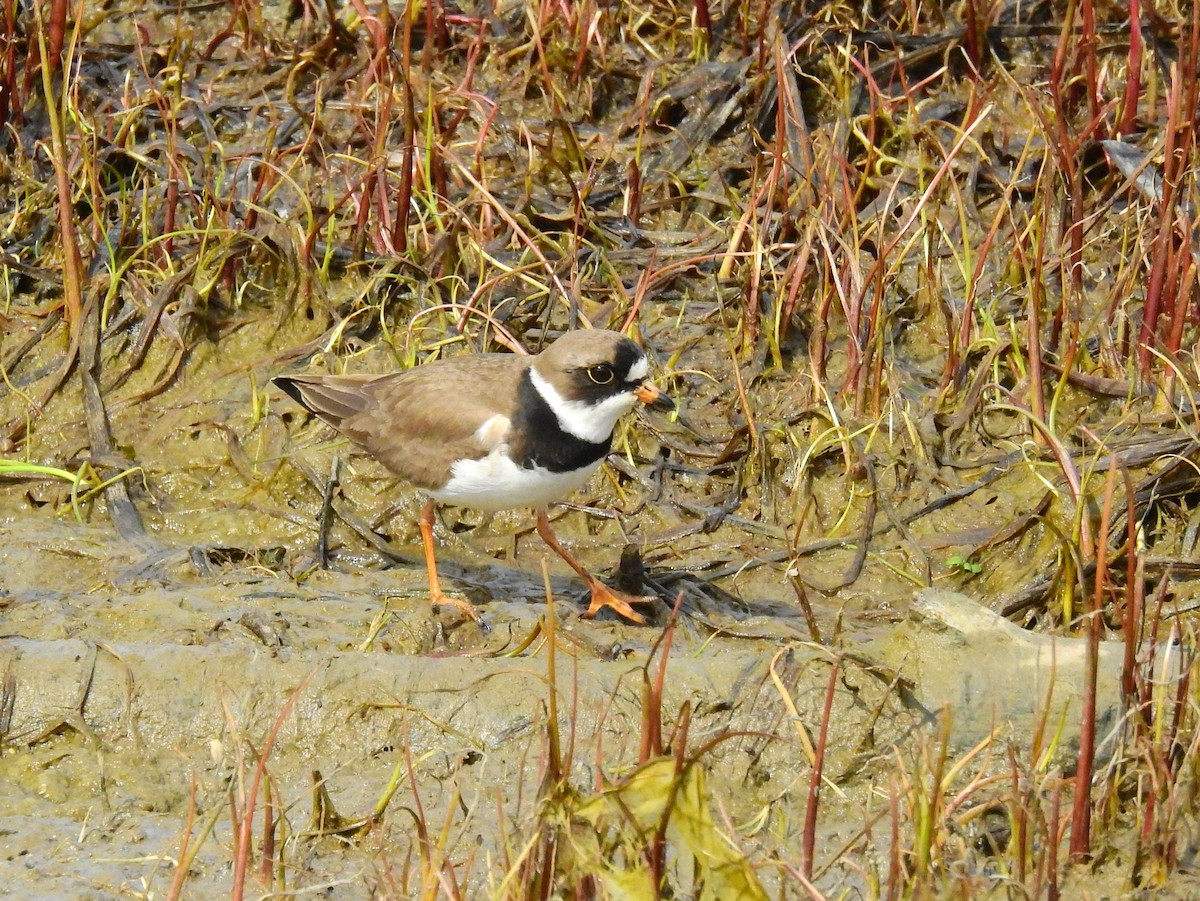 Semipalmated Plover - Jean-Marc Emery