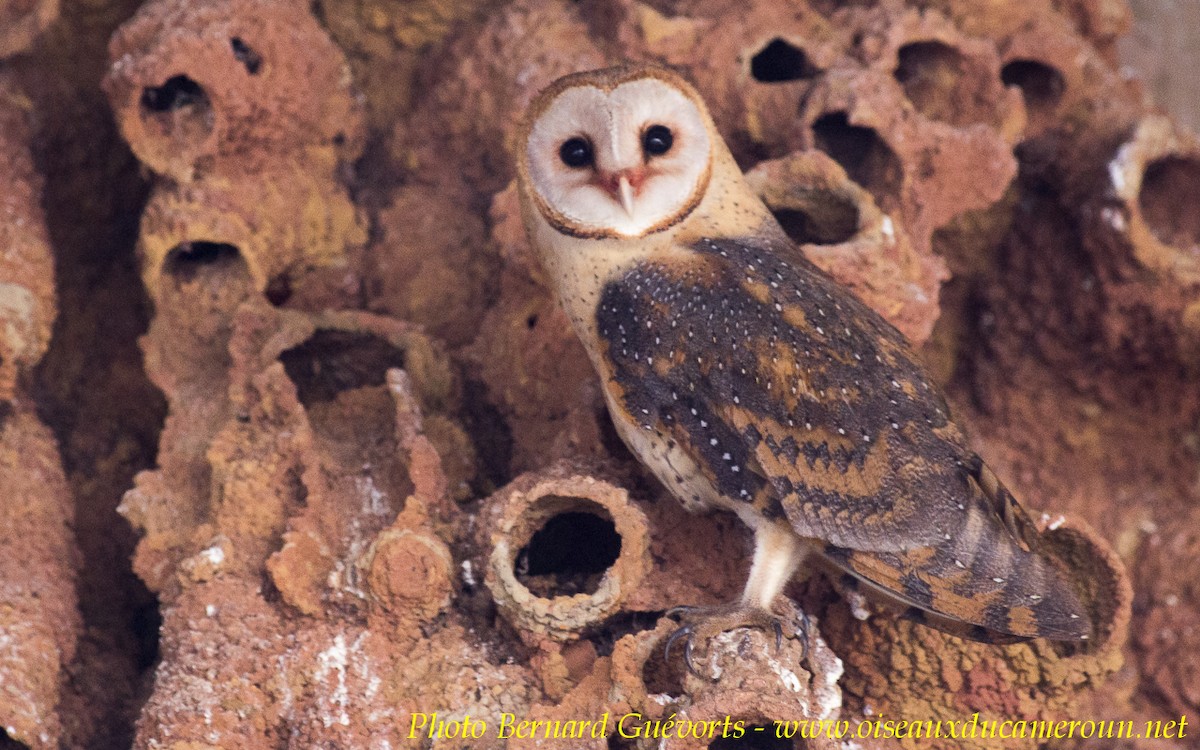 Barn Owl - Bernard Guevorts