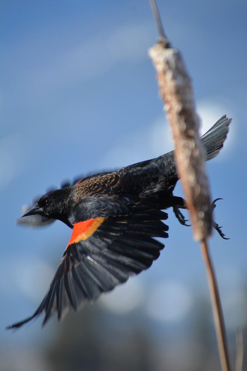 Red-winged Blackbird - Filip Panusz