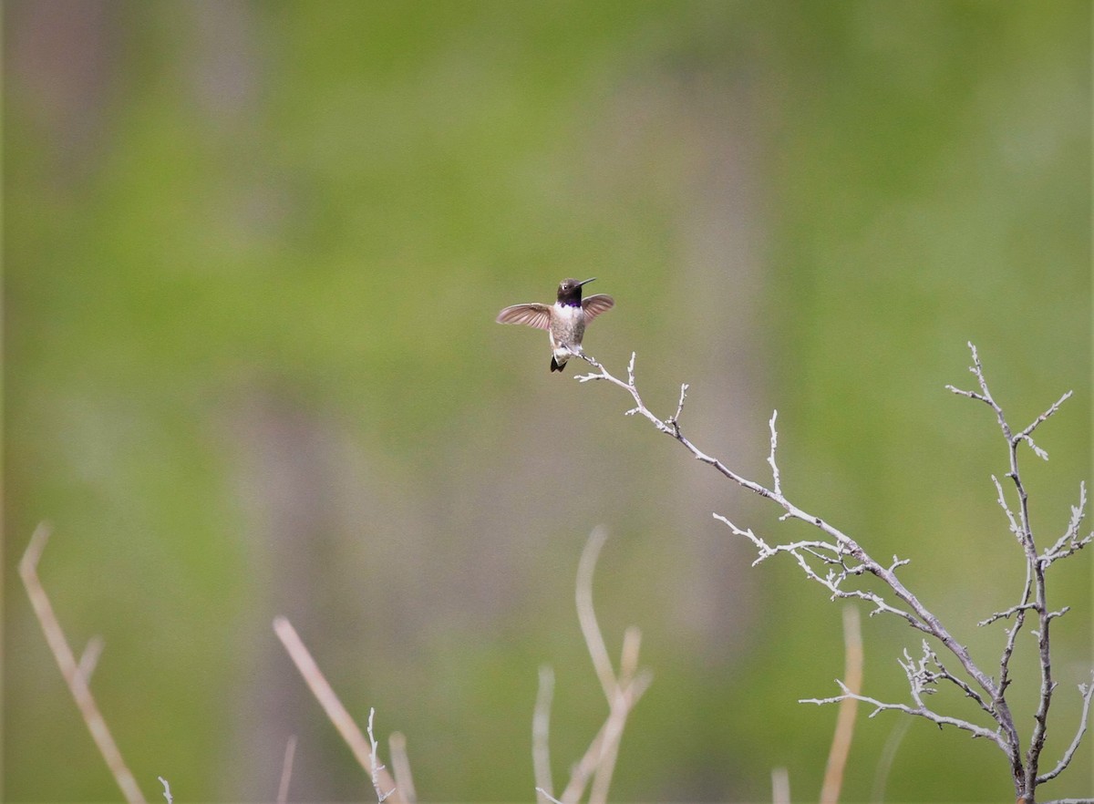 Black-chinned Hummingbird - Cole  Sites