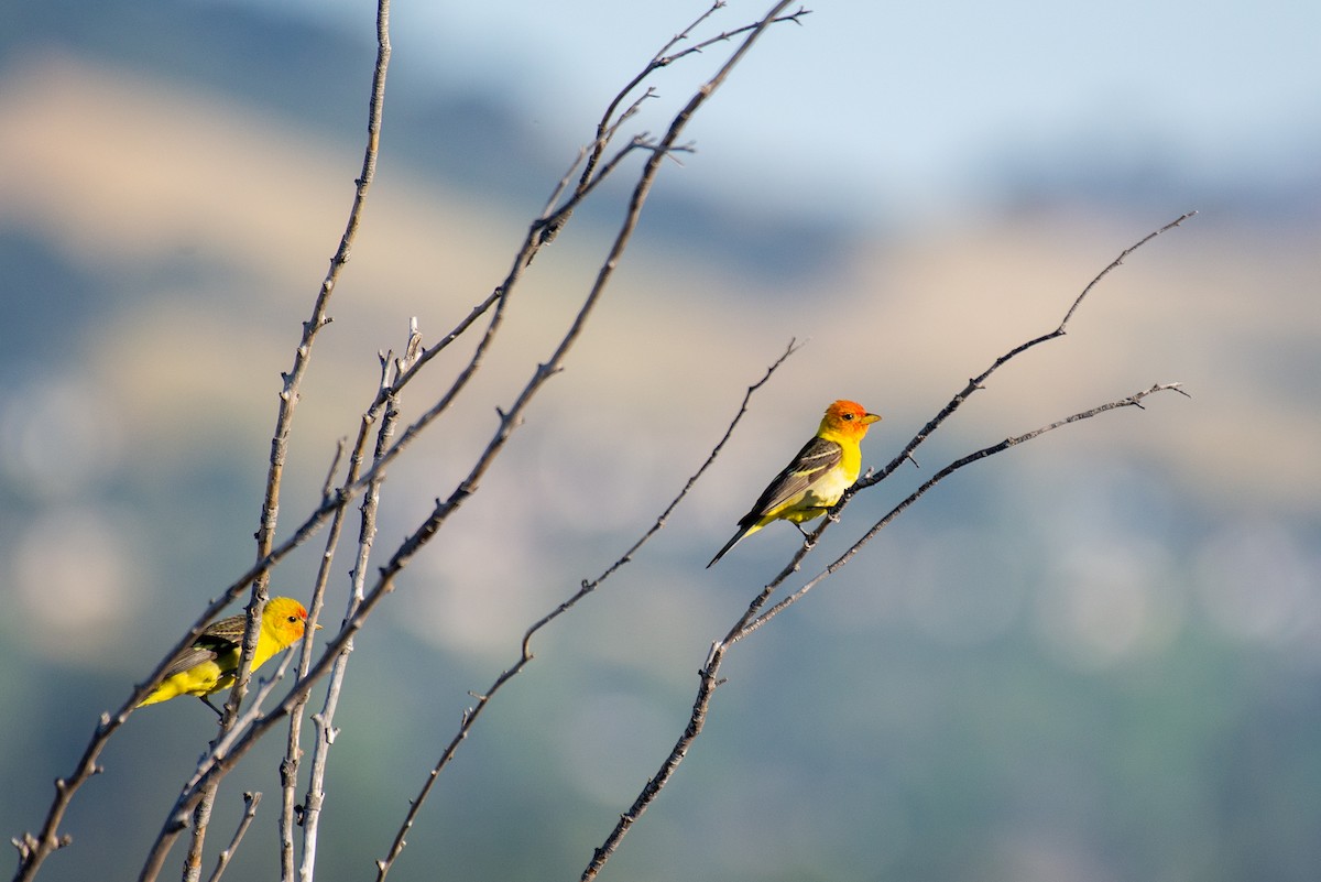 Western Tanager - ML235776721
