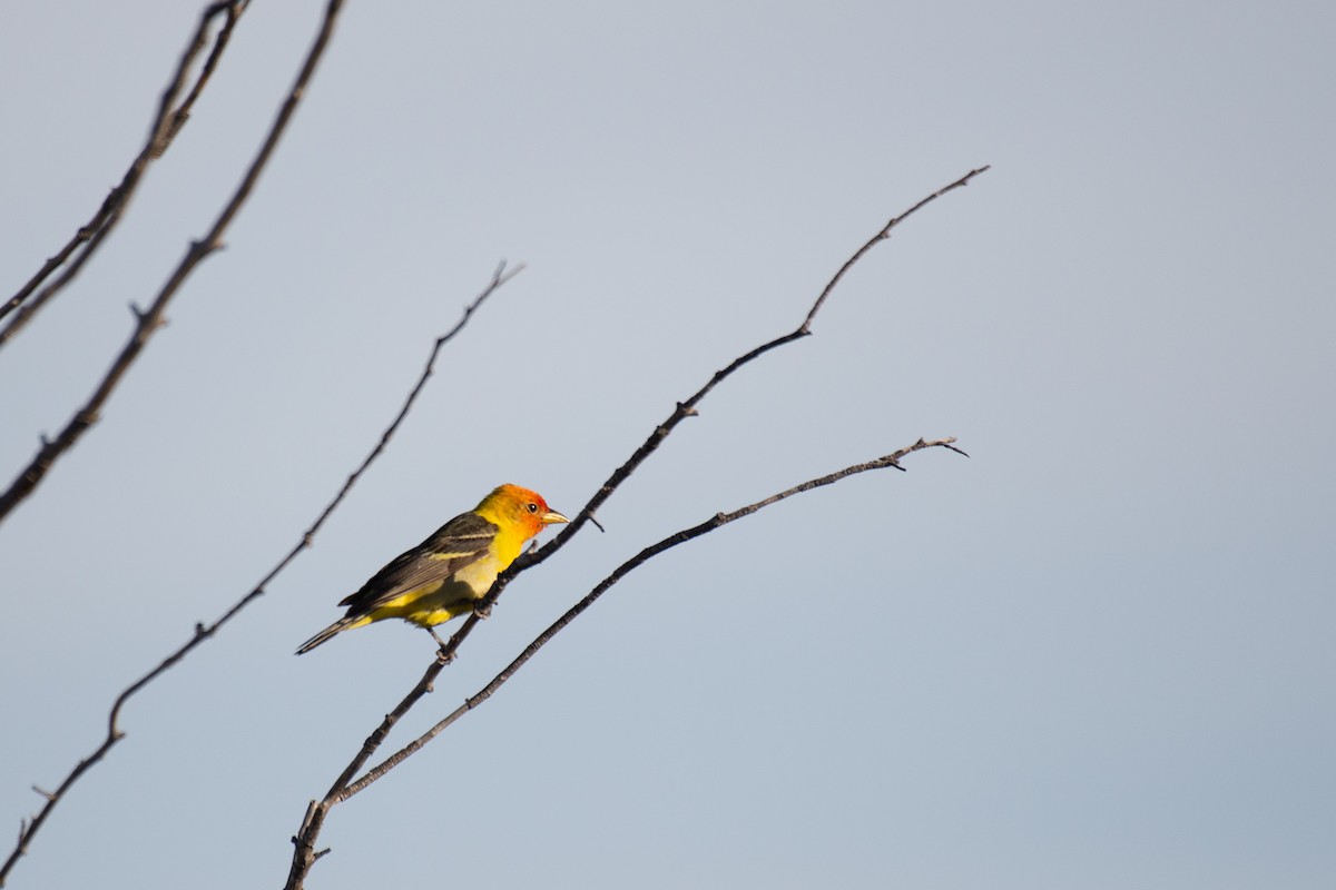 Western Tanager - ML235776801