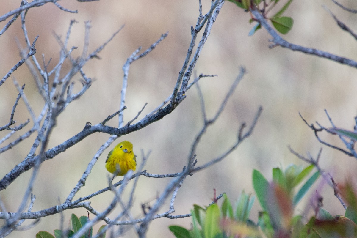 Yellow Warbler - Herb Elliott