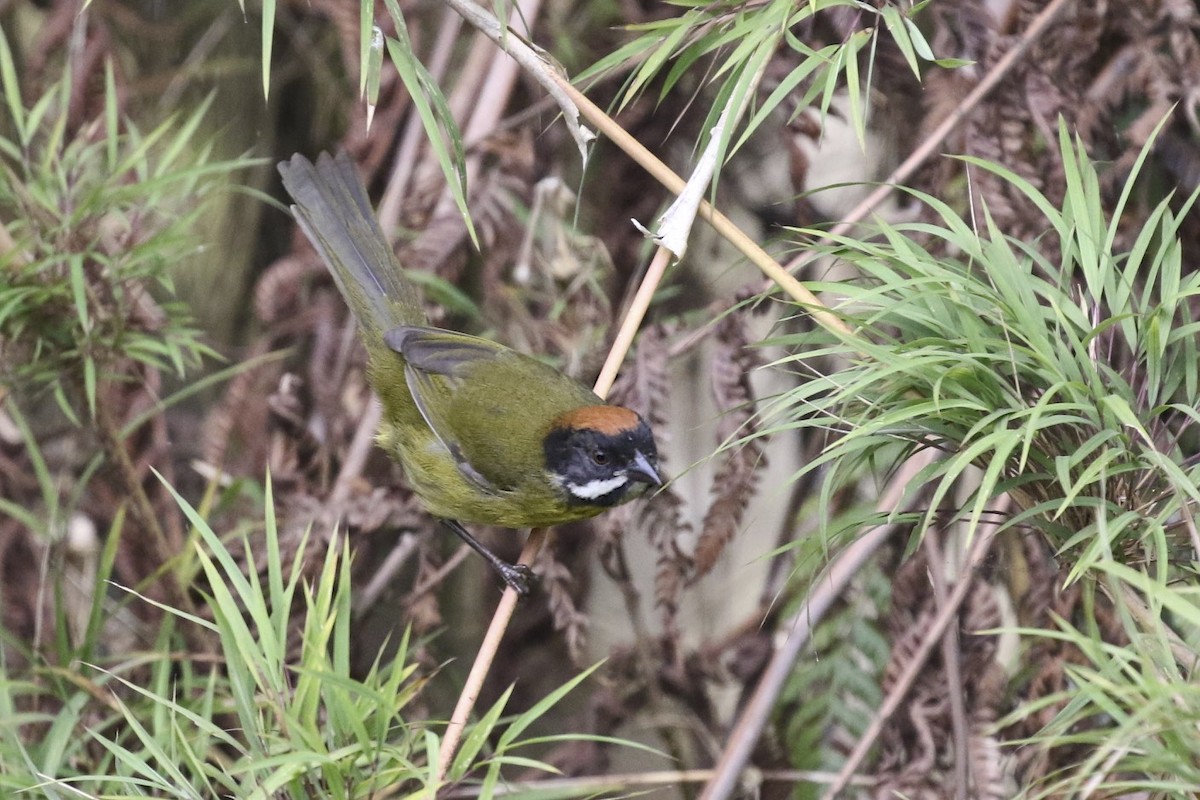 Moustached Brushfinch - ML23578341
