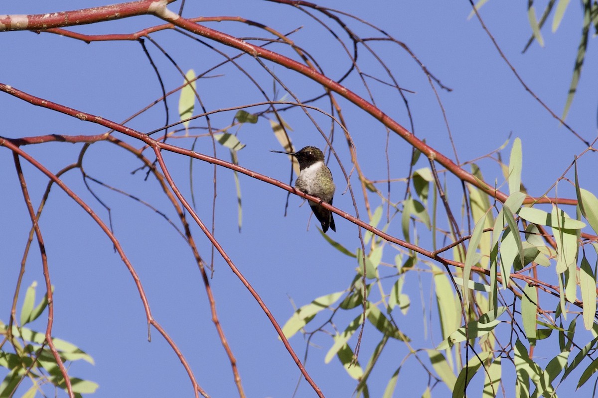 Black-chinned Hummingbird - Nicole Desnoyers