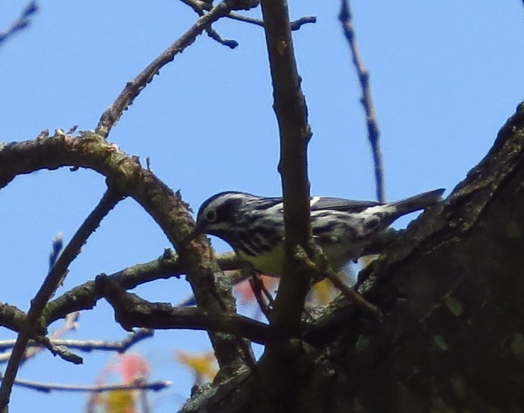Black-and-white Warbler - ML235789741
