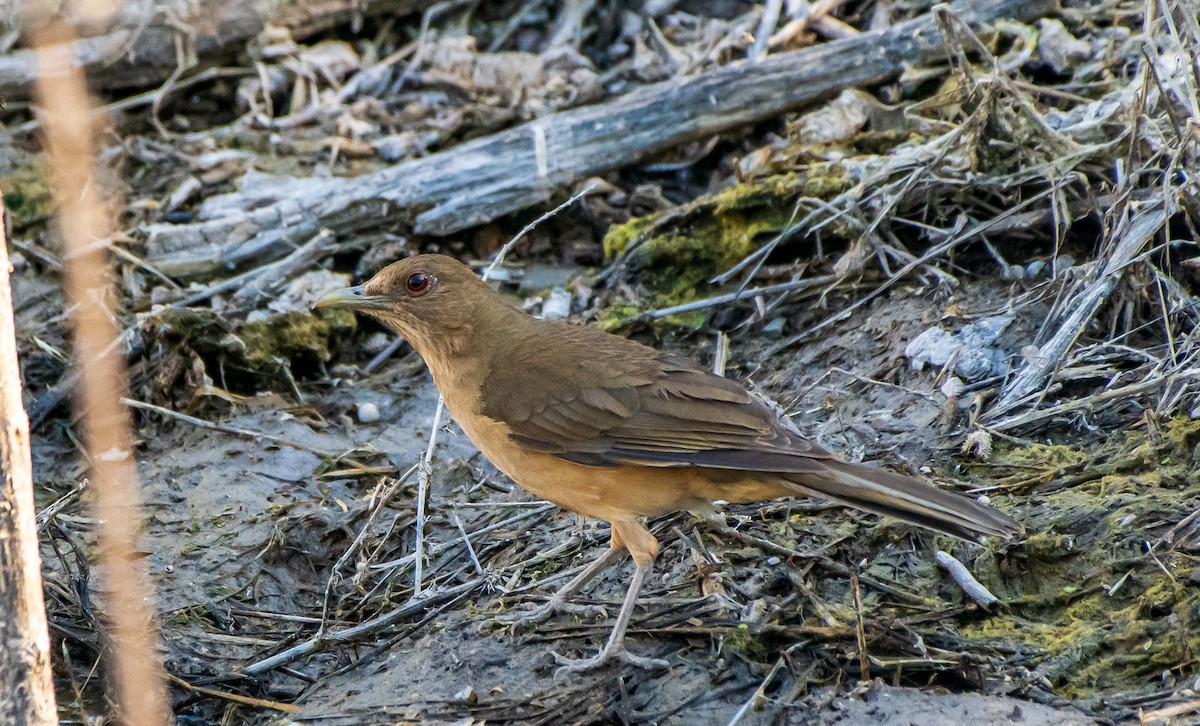 Clay-colored Thrush - Mary McSparen